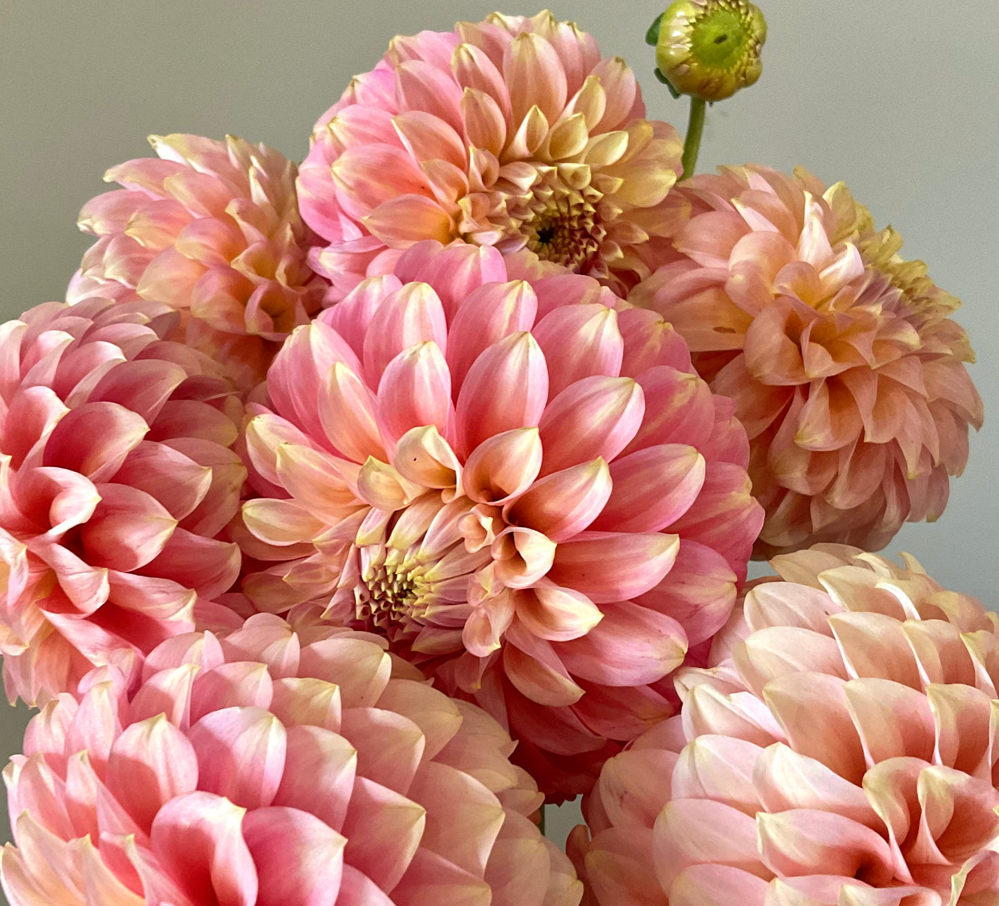 Dahlia Seeds - Coorabell 'Jessie' x Open Pollinated - (10x seeds)
