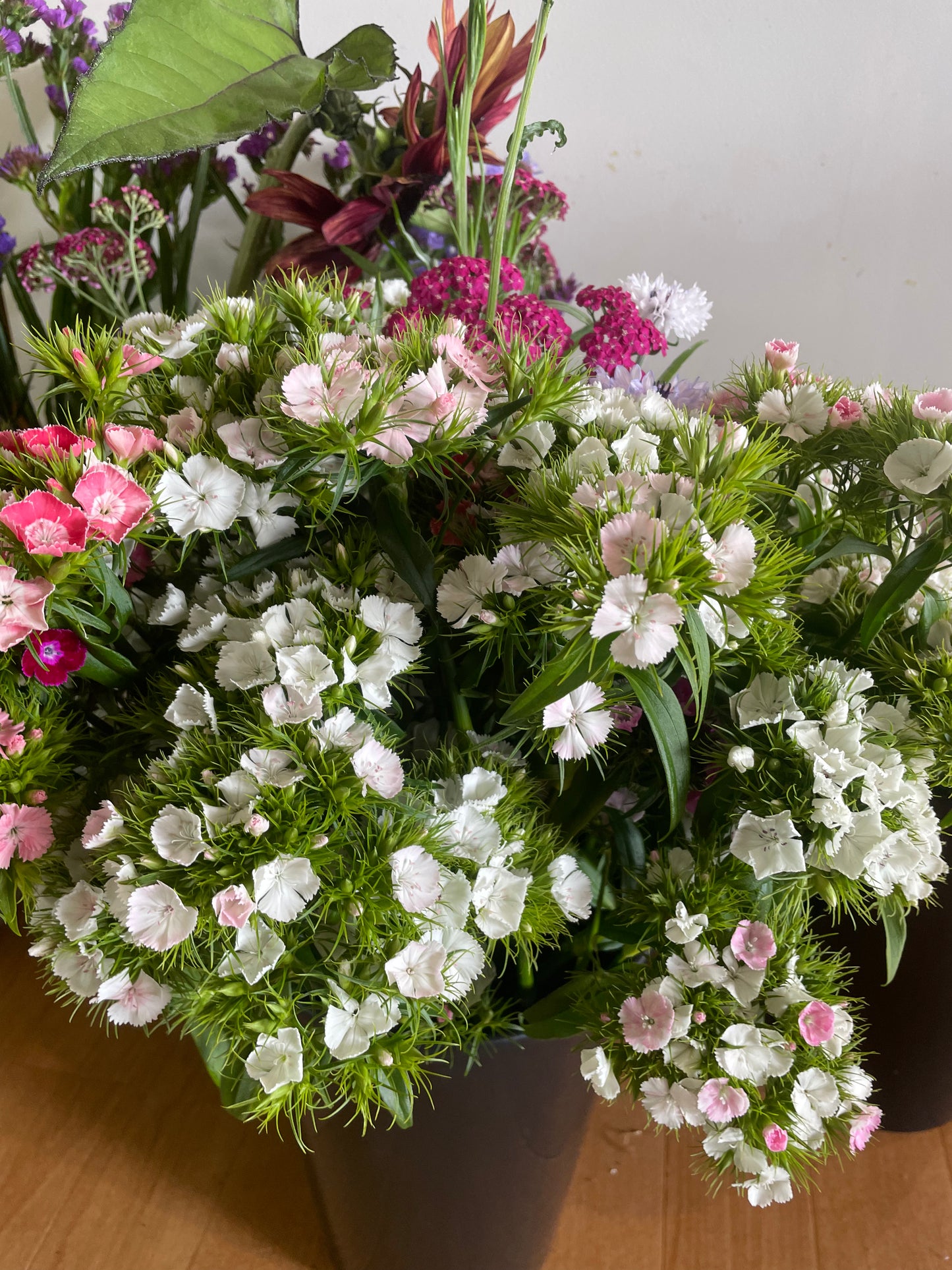 Tall William (Sweet William) - (150x Seeds)