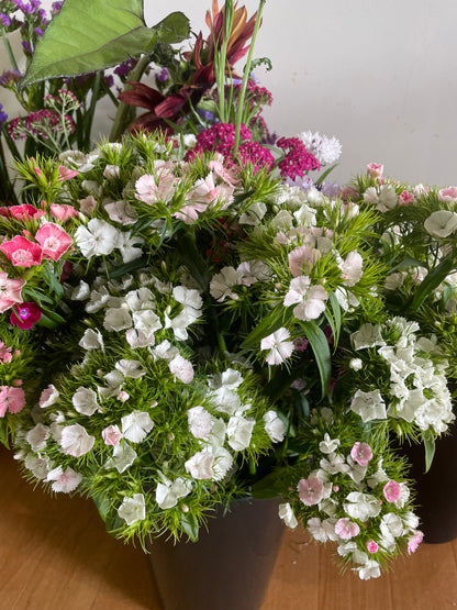 Tall William (Sweet William) - (150x Seeds)