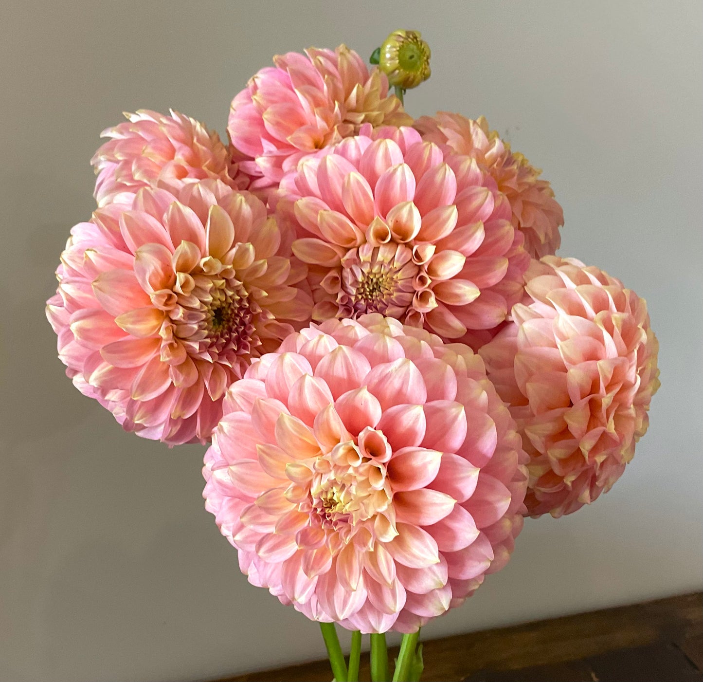 Dahlia Seeds - Coorabell 'Jessie' x Open Pollinated - (10x seeds)