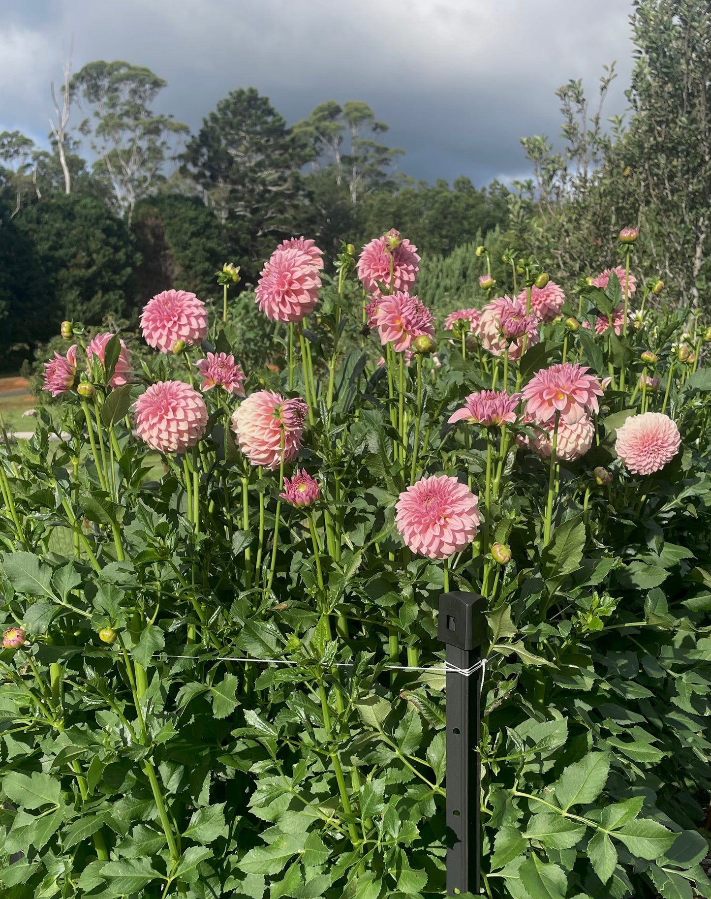 Dahlia Seeds - Devon 'Salmon' x Open Pollinated - (10x seeds)