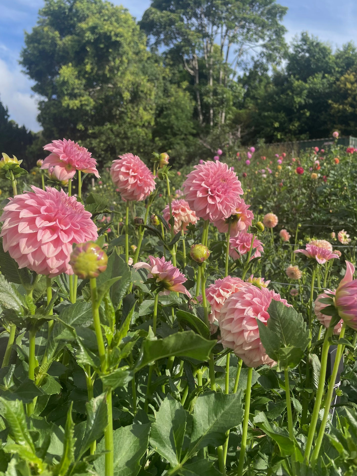 Dahlia Seeds - Devon 'Salmon' x Open Pollinated - (10x seeds)