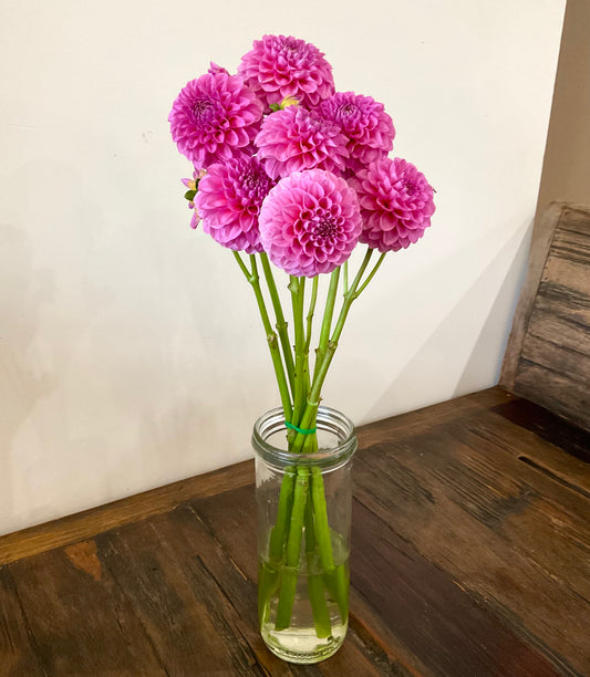 Dahlia Seeds - Florelie 'Lizzie Lou' x Open Pollinated - (10x seeds)