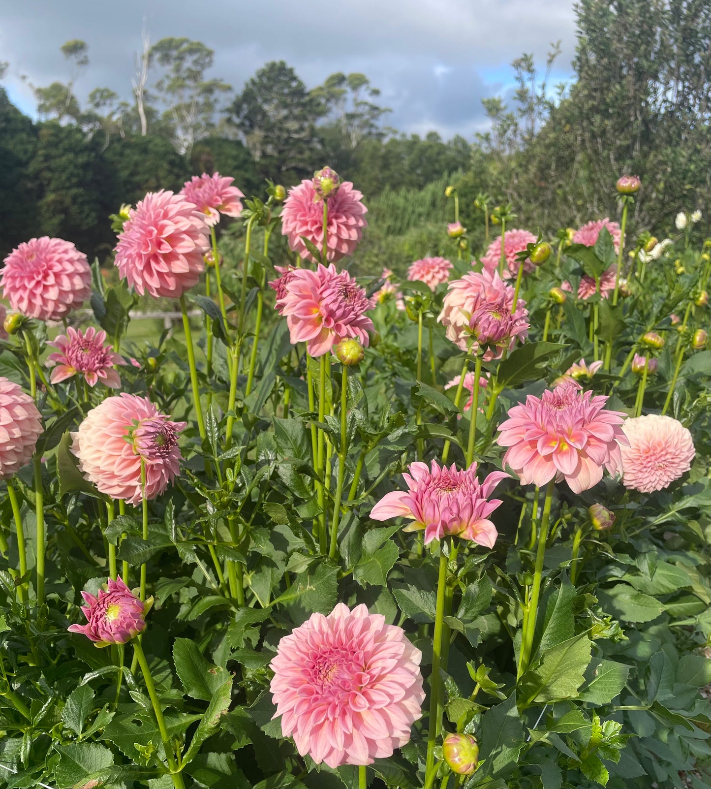 Devon Salmon decorative dahlia plant in bloom | Our Mountain Garden | Australia