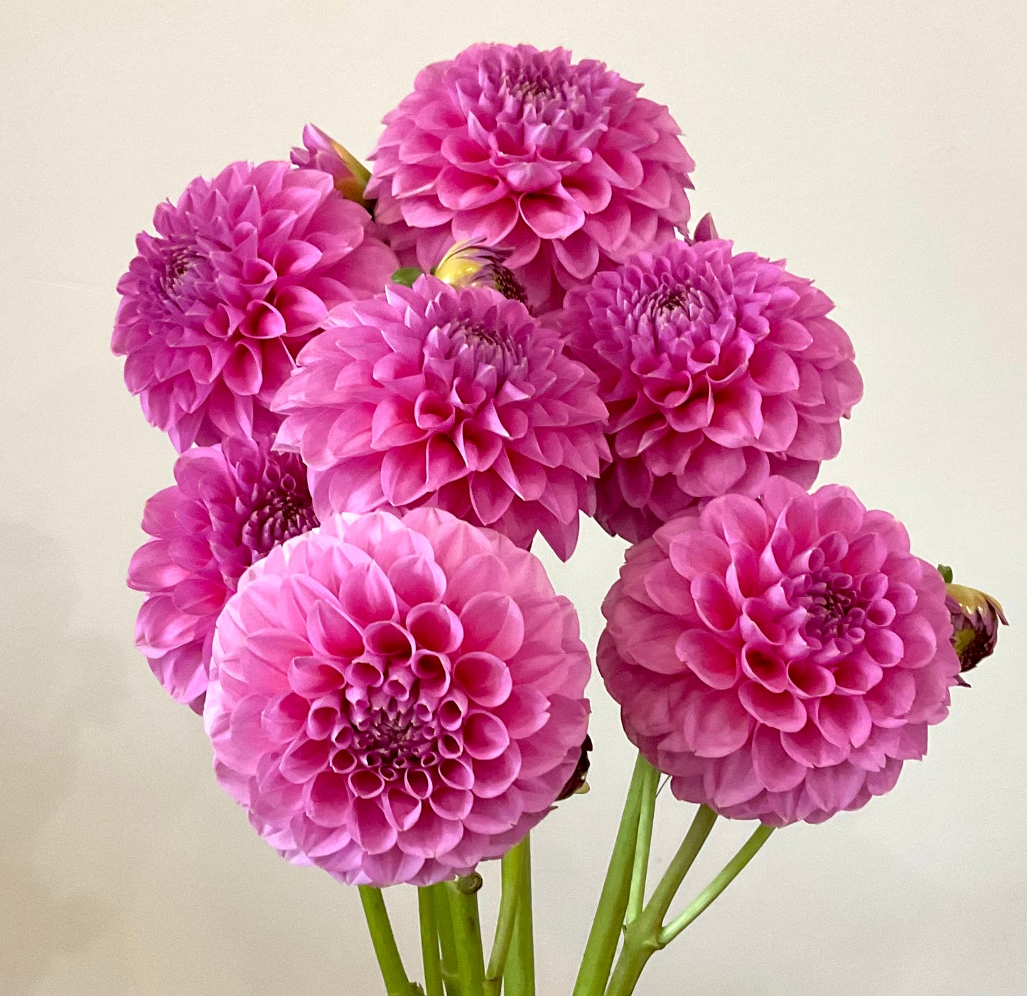 Dahlia Seeds - Florelie 'Lizzie Lou' x Open Pollinated - (10x seeds)