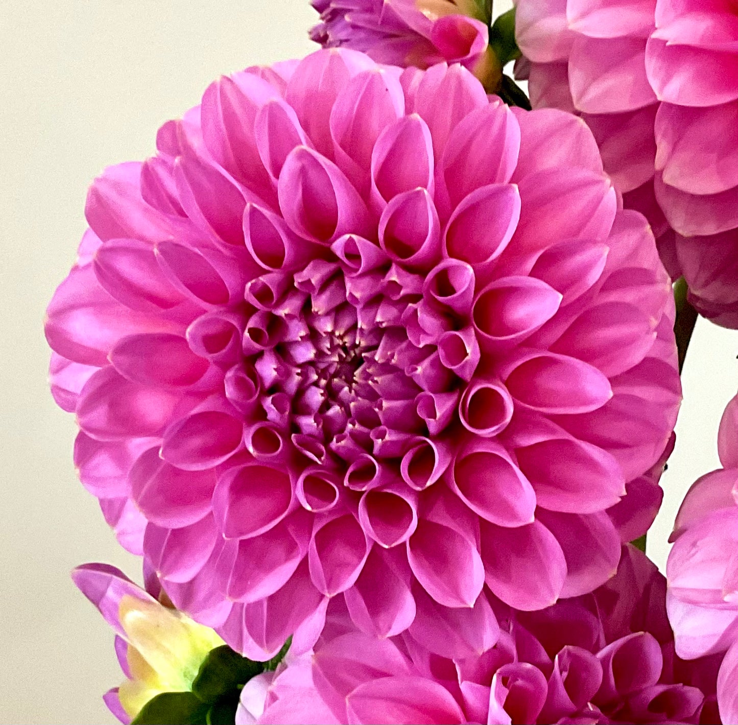 Dahlia Seeds - Florelie 'Lizzie Lou' x Open Pollinated - (10x seeds)