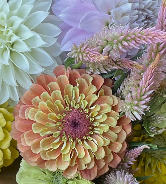 Zinnia Queen Lime Orange apricot peach lime green bloom close up, Queensland Australia, Our Mountain Garden