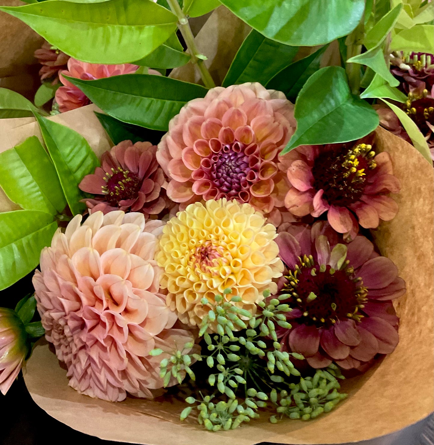Zinnia 'Queen Lime Red' - (20x seeds)