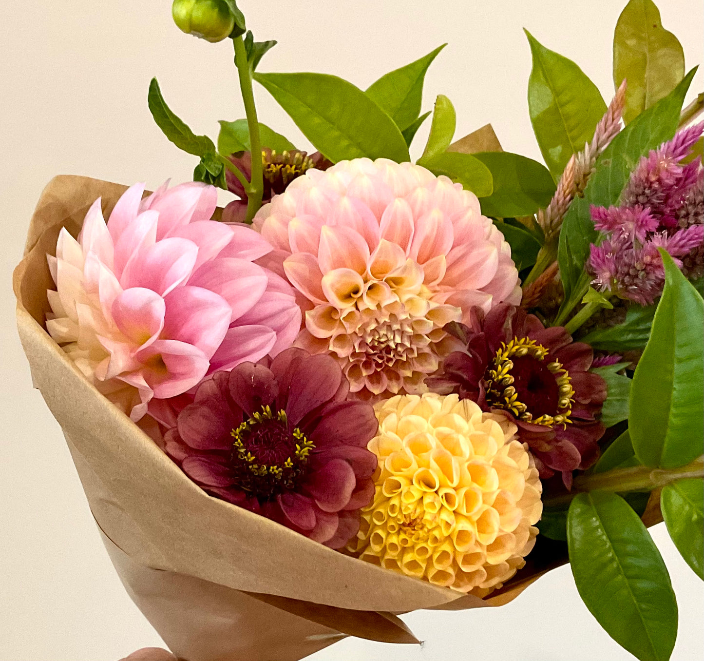Zinnia 'Queen Lime Red' - (20x seeds)
