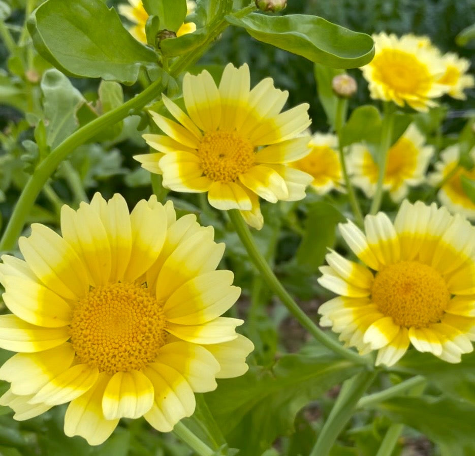Edible Garland – Large Leaf Chrysanthemum - (150x seeds)