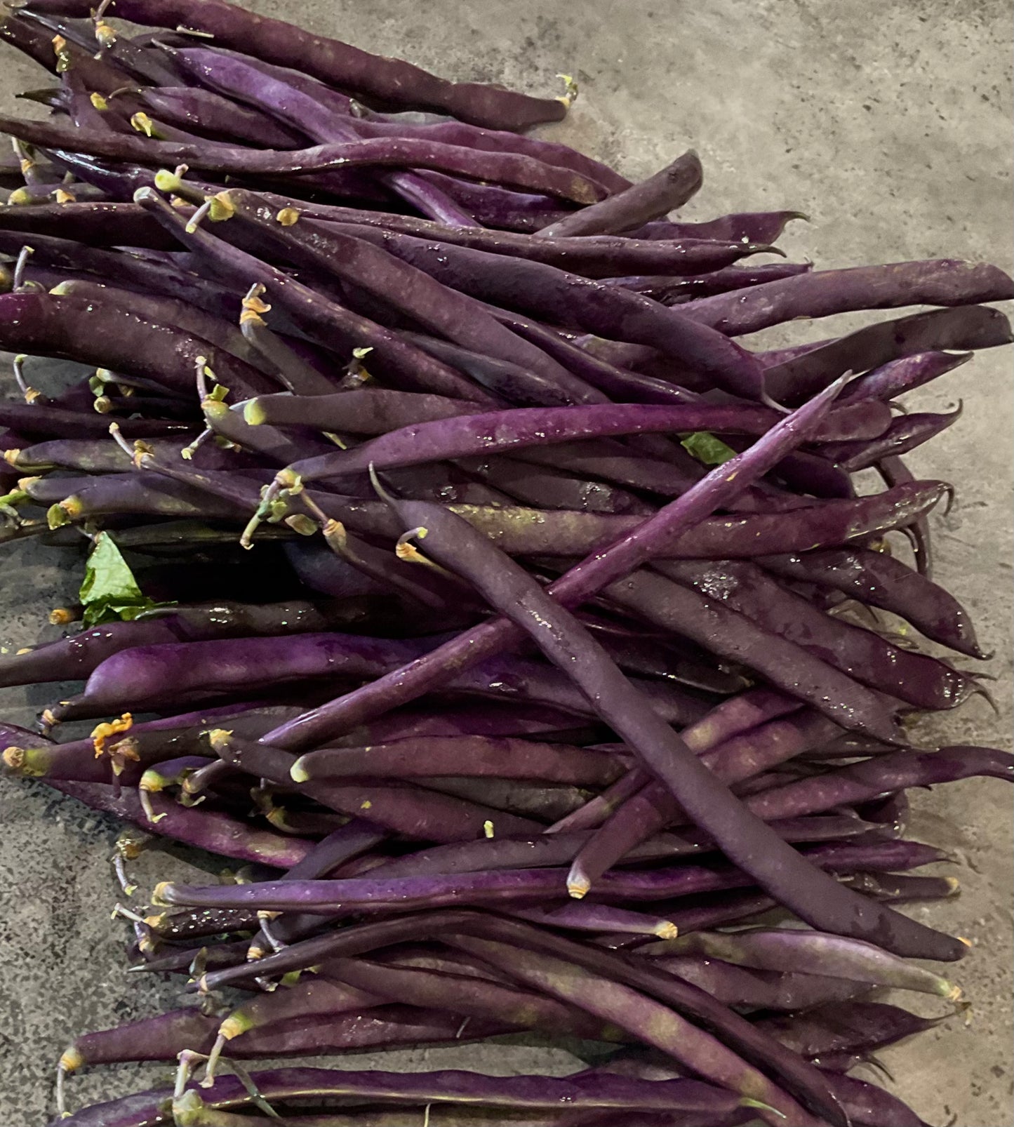 Bean - Purple King
