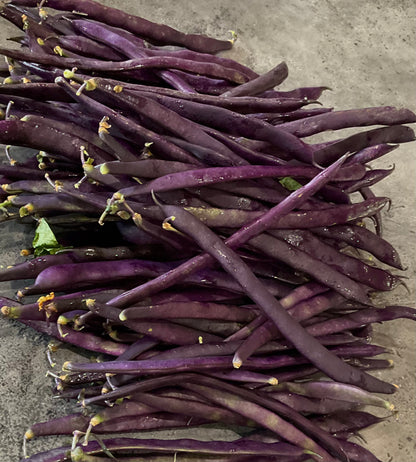 Bean - Purple King