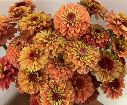 Zinnia 'Queen Lime Orange' - (20x seeds)
