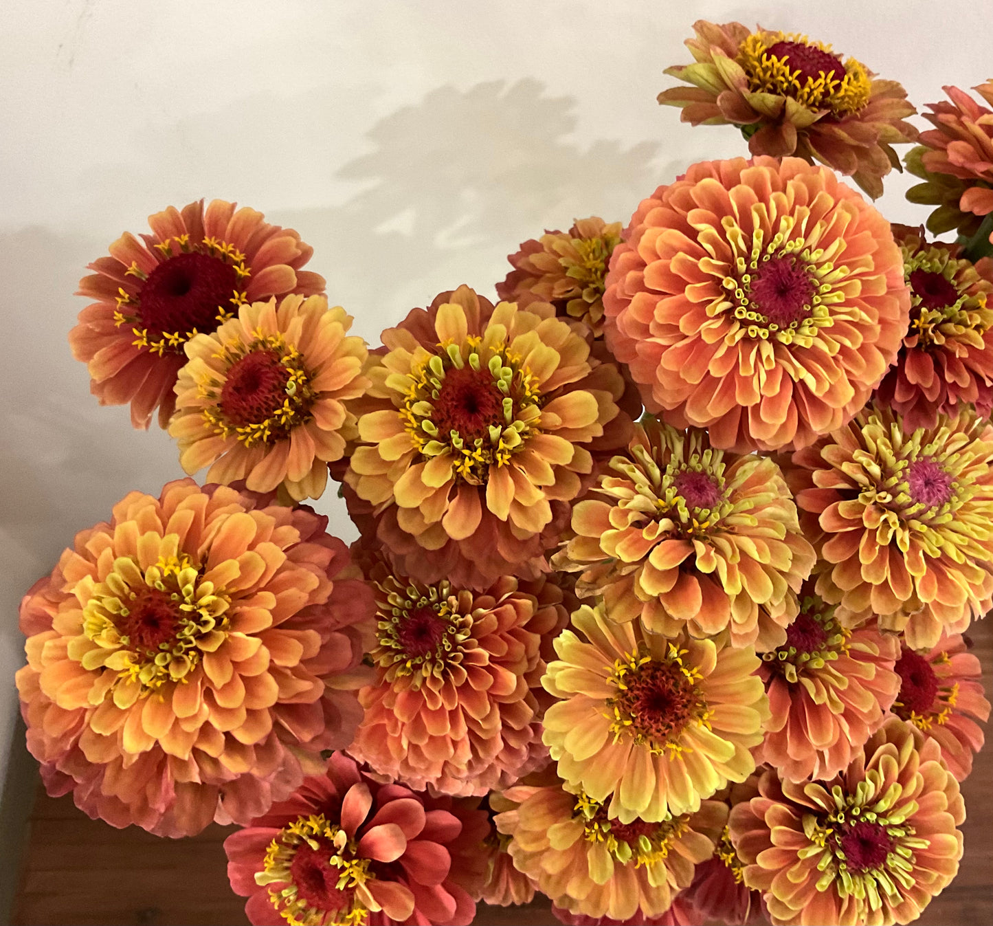 Zinnia 'Queen Lime Orange' - (20x seeds)