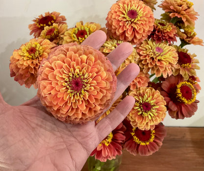 Zinnia 'Queen Lime Orange' - (20x seeds)