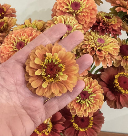 Zinnia 'Queen Lime Orange' - (20x seeds)