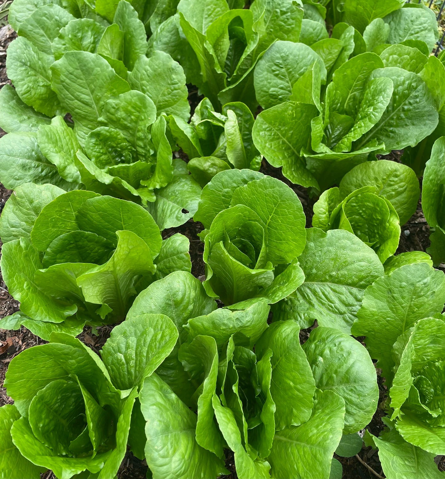 Lettuce - Parris Island Cos - (275x Seeds)