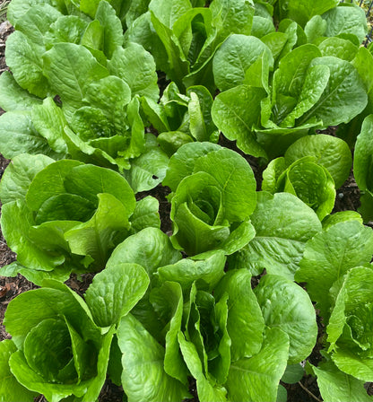 Lettuce - Parris Island Cos - (275x Seeds)