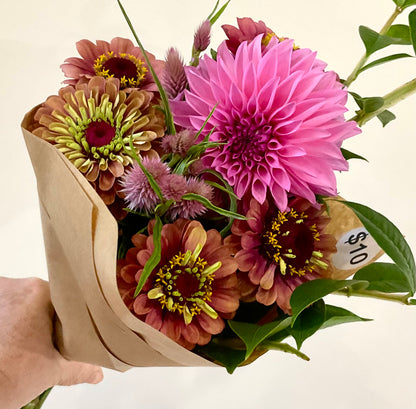 Zinnia 'Queen Lime Red' - (20x seeds)