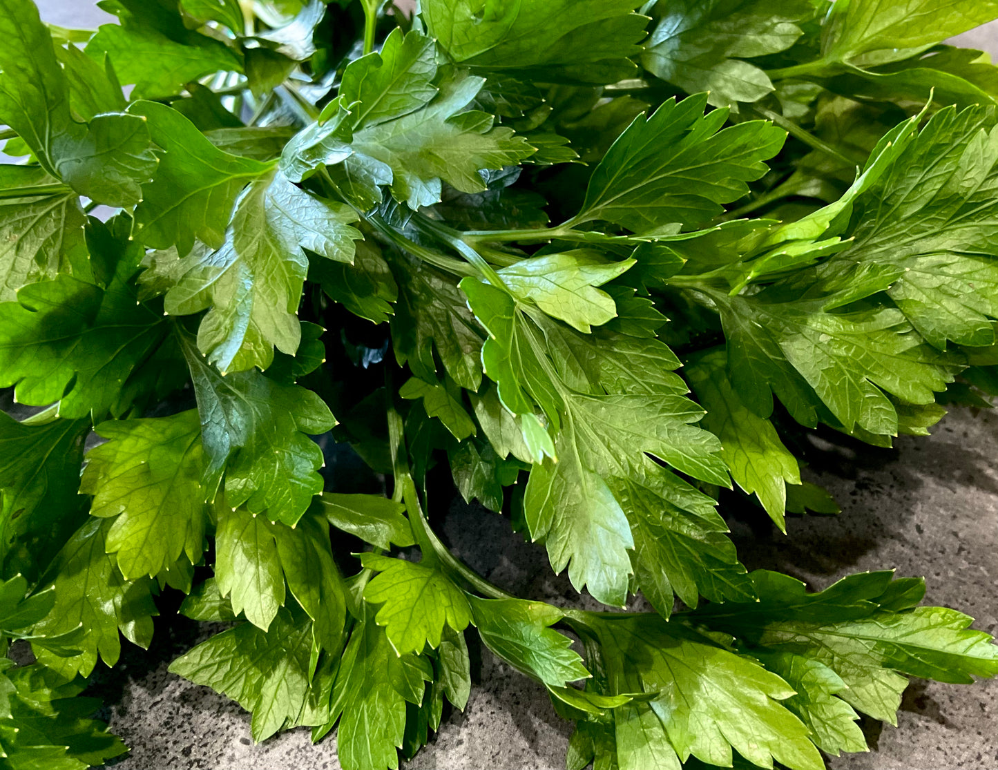 Flat Leaf Parsley (150x seeds)