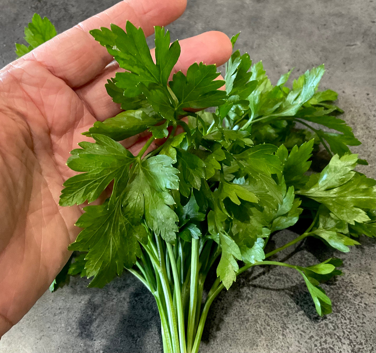 Flat Leaf Parsley (150x seeds)