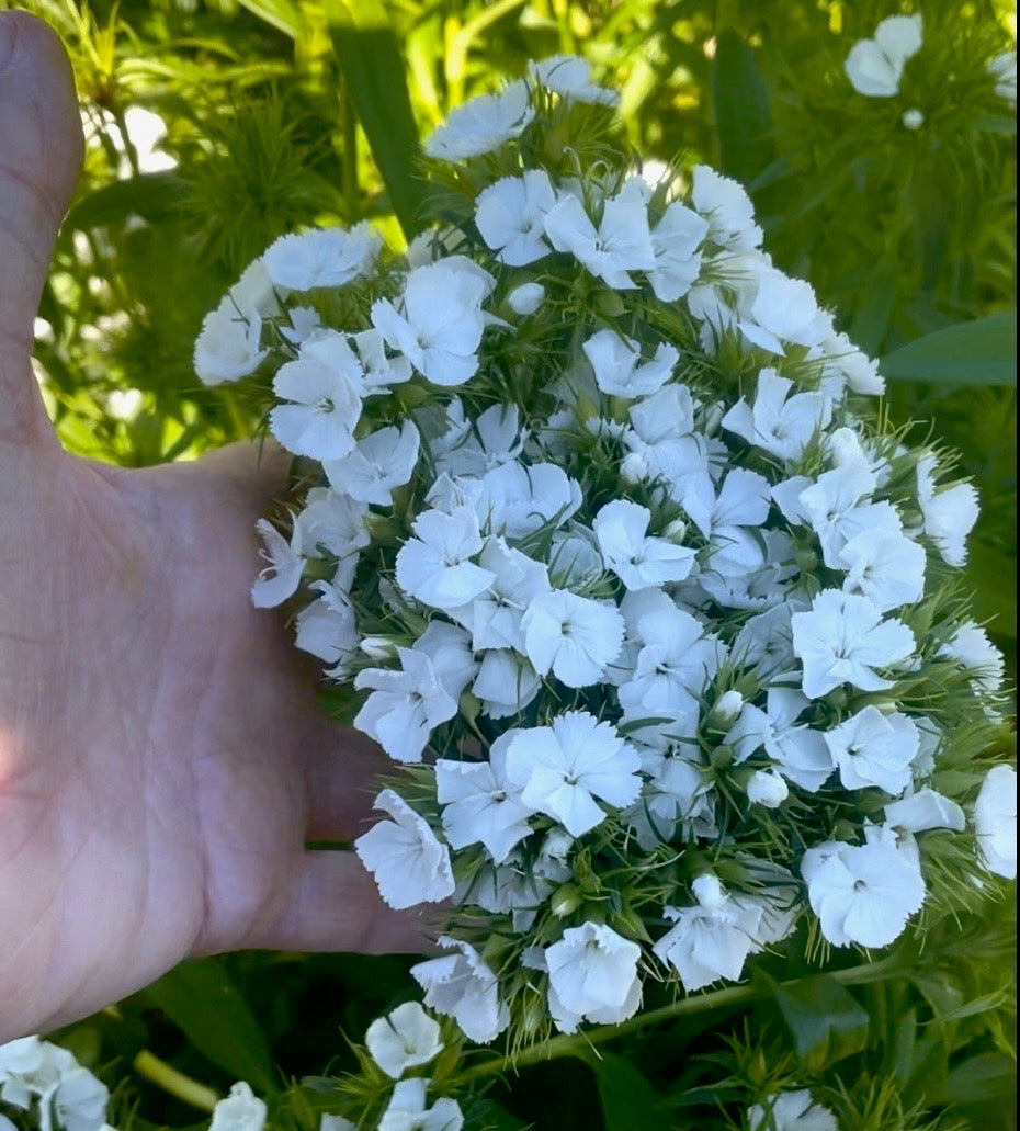 Tall William (Sweet William) - (150x Seeds)