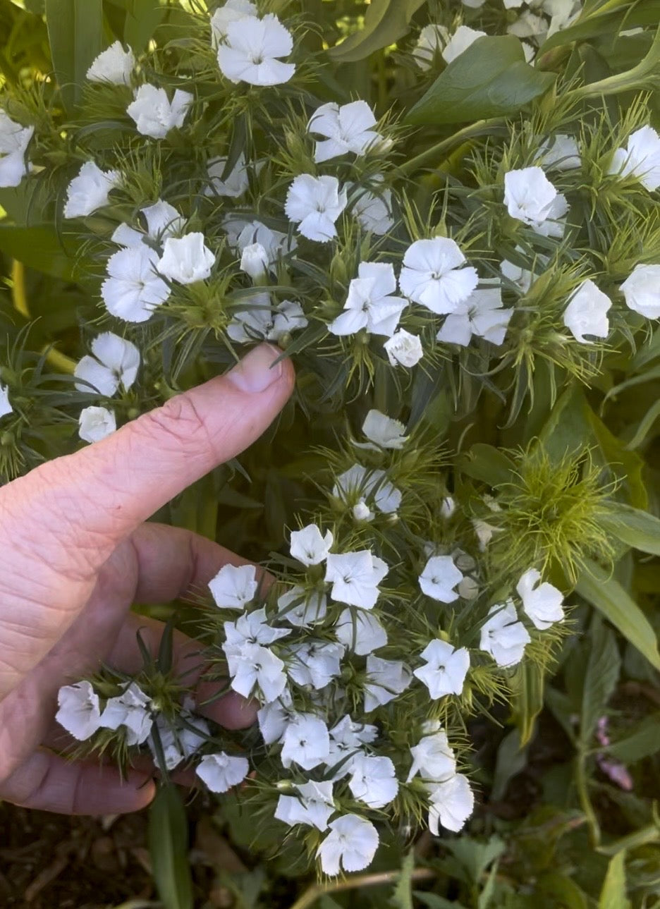 Tall William (Sweet William) - (150x Seeds)