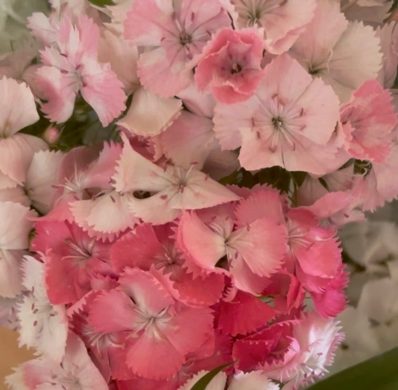 Tall William (Sweet William) - (150x Seeds)