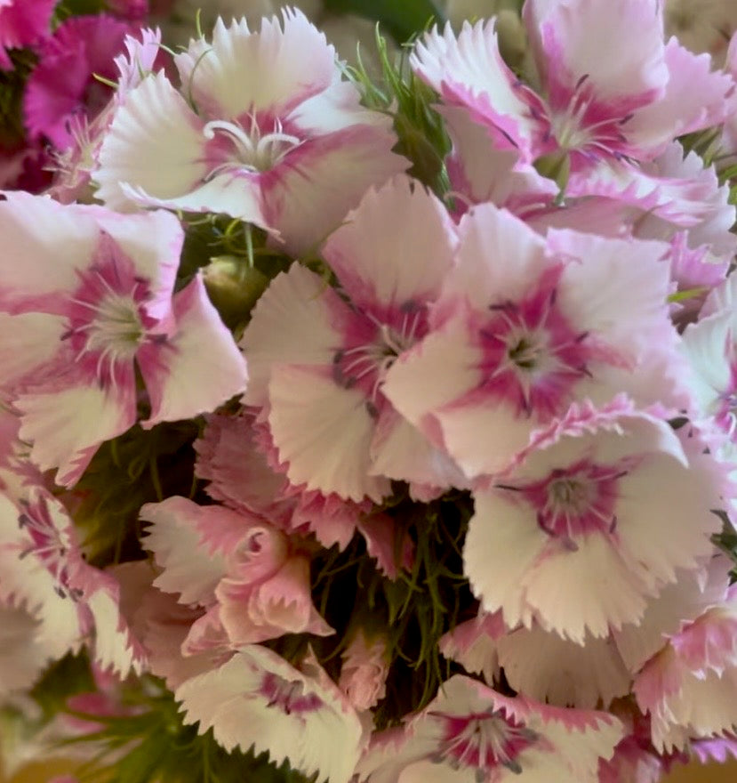 Tall William (Sweet William) - (150x Seeds)