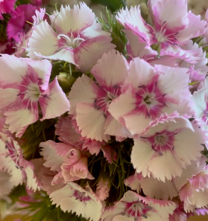 Tall William (Sweet William) - (150x Seeds)