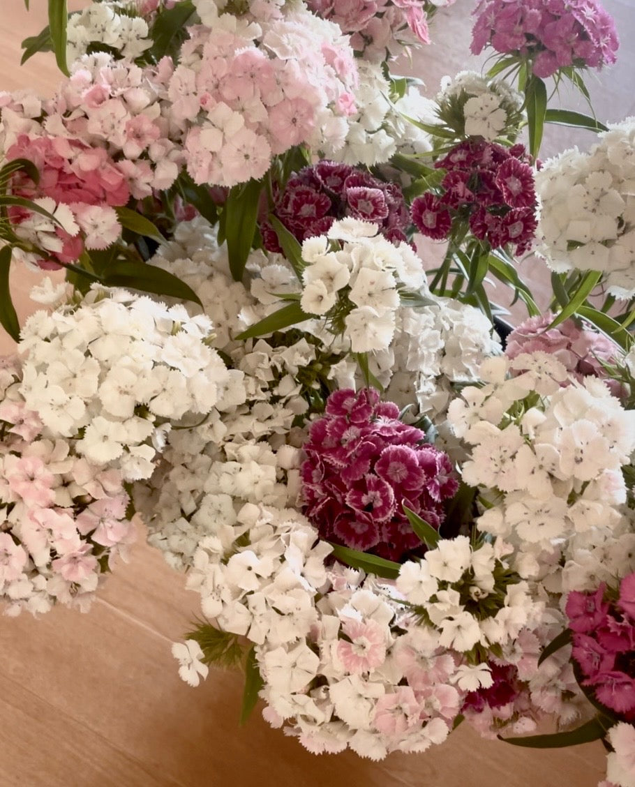 Tall William (Sweet William) - (150x Seeds)