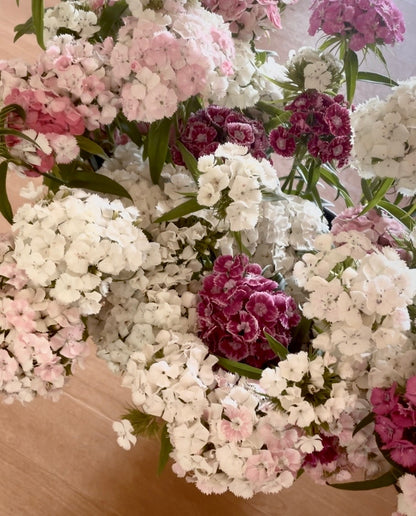 Tall William (Sweet William) - (150x Seeds)