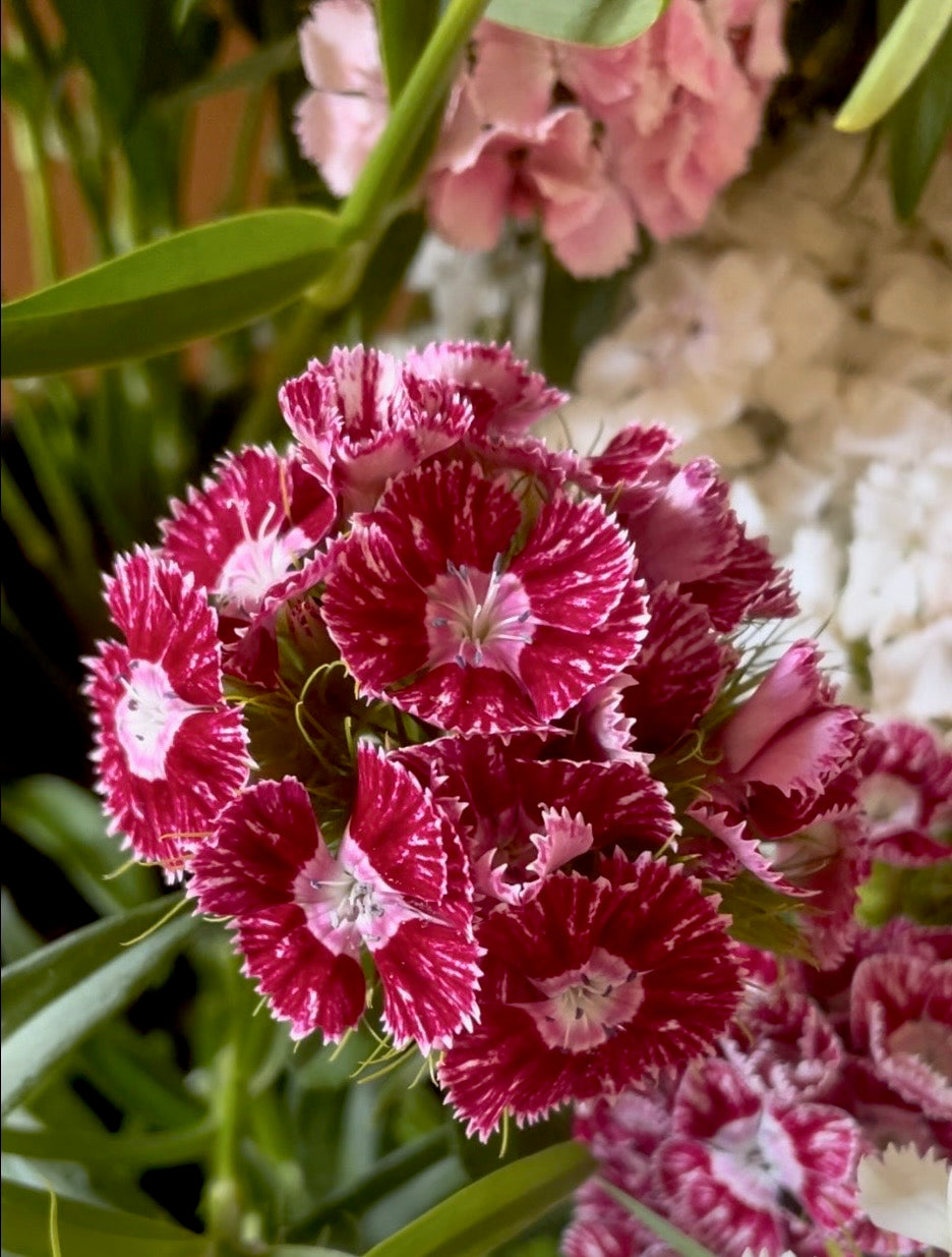 Tall William (Sweet William) - (150x Seeds)