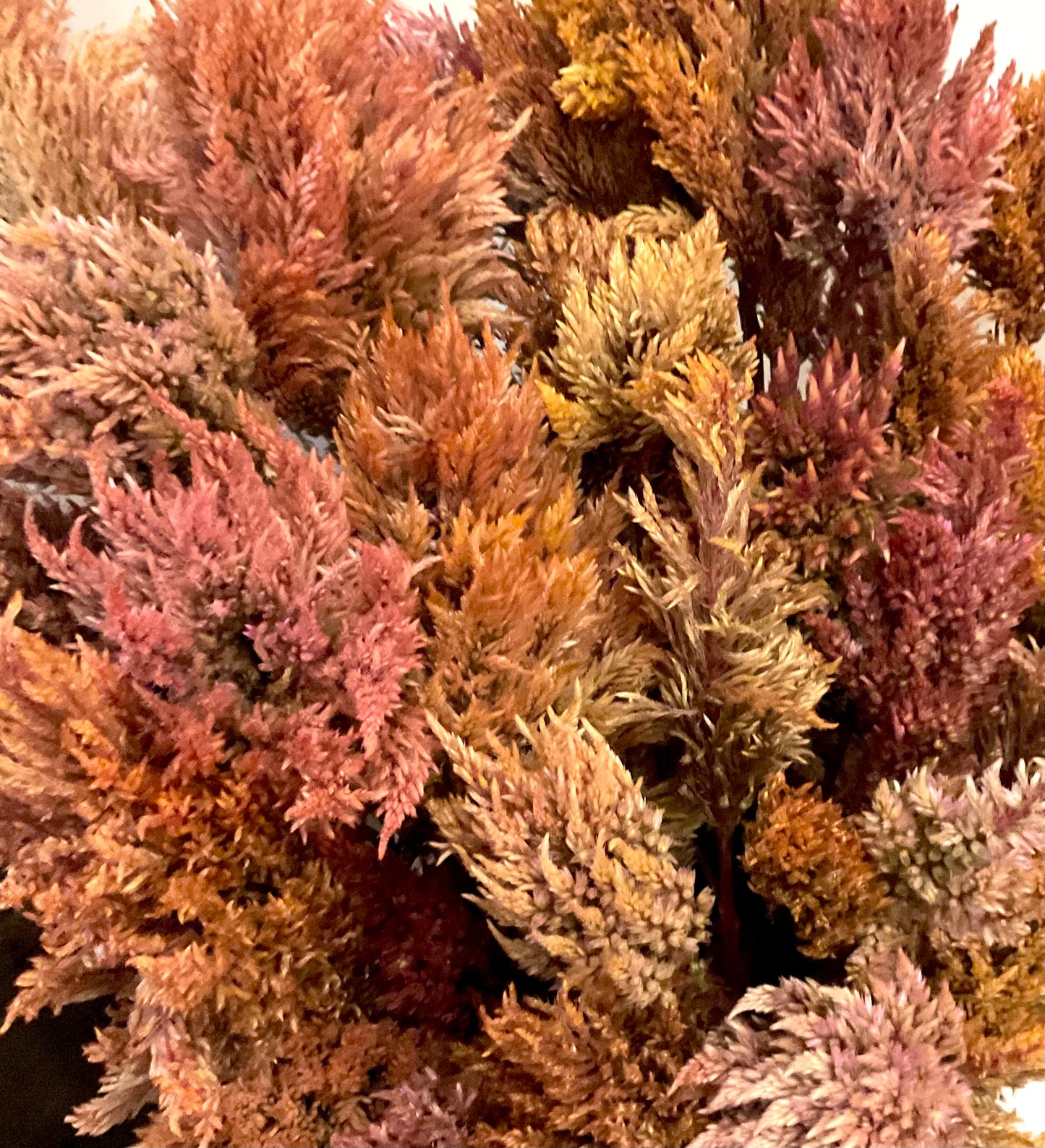 Celosia Mix - OMG Selection - (100x seeds)