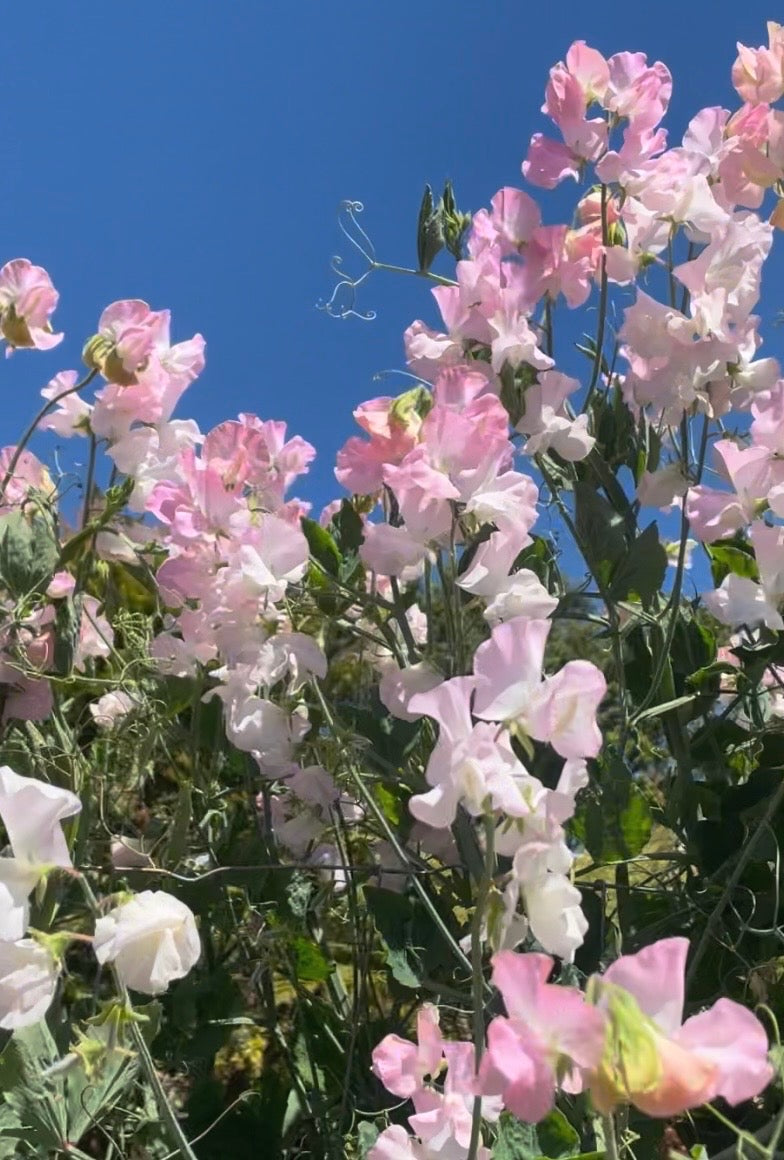 Sweet Pea – Spring Sunshine Blush - (12x Seeds)
