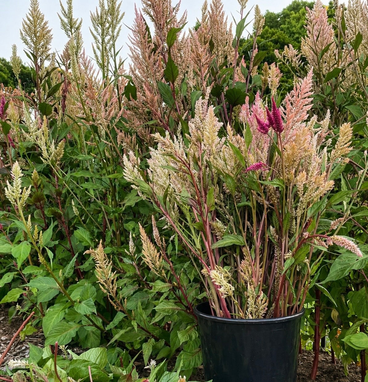 Celosia Mix - OMG Selection - (100x seeds)