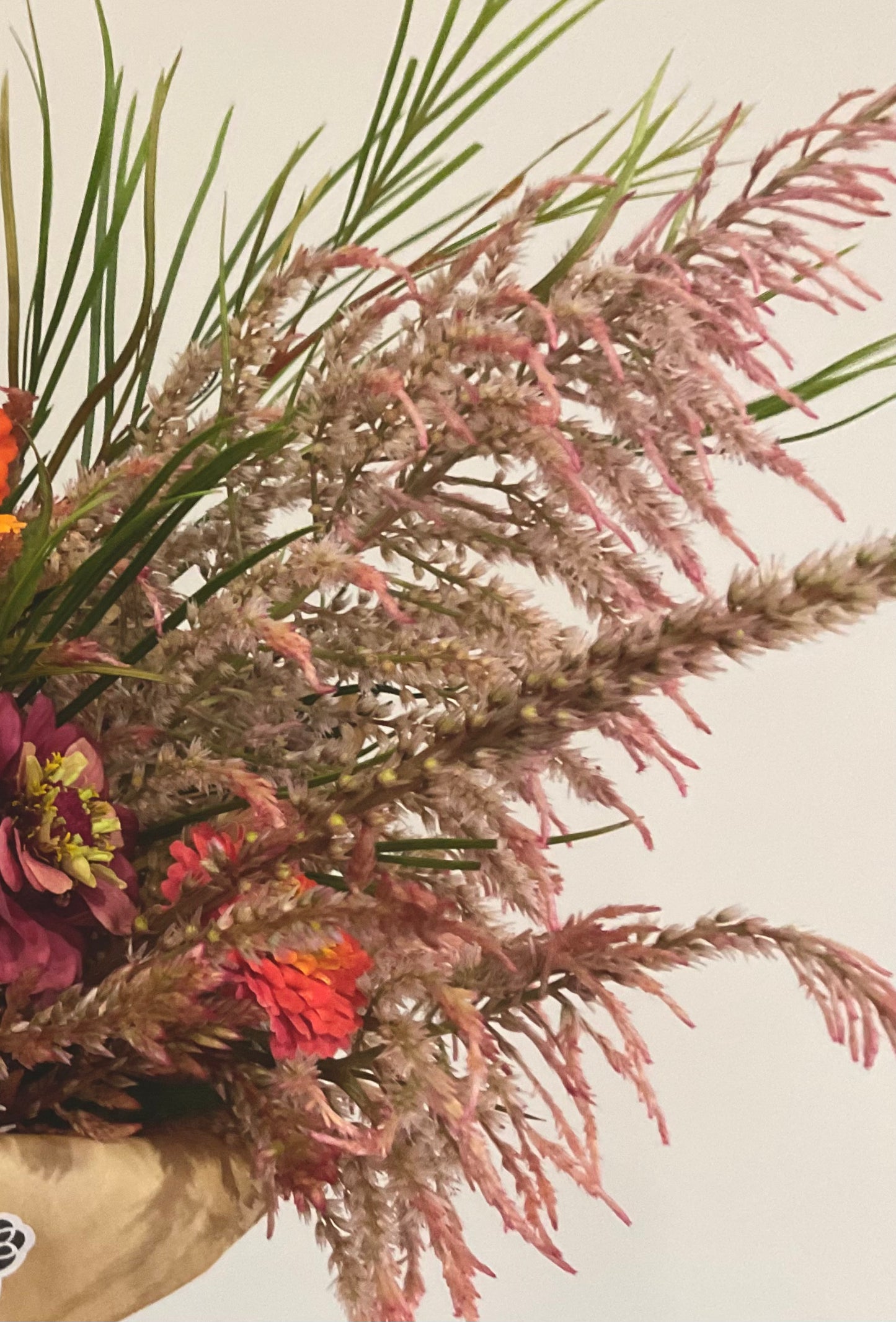 Celosia Mix - OMG Selection - (100x seeds)