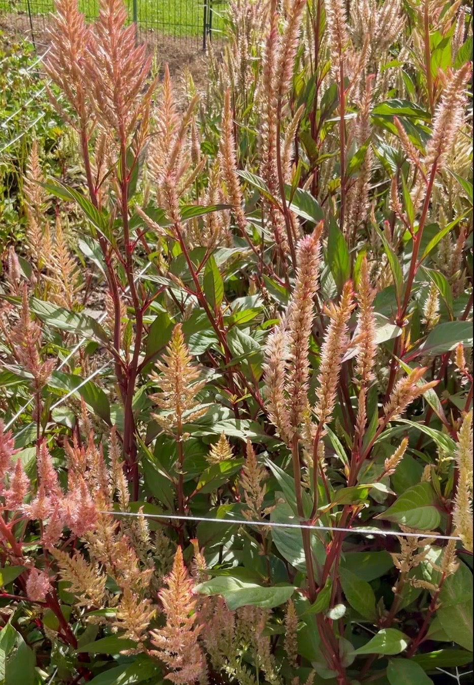 Celosia Mix - OMG Selection - (100x seeds)