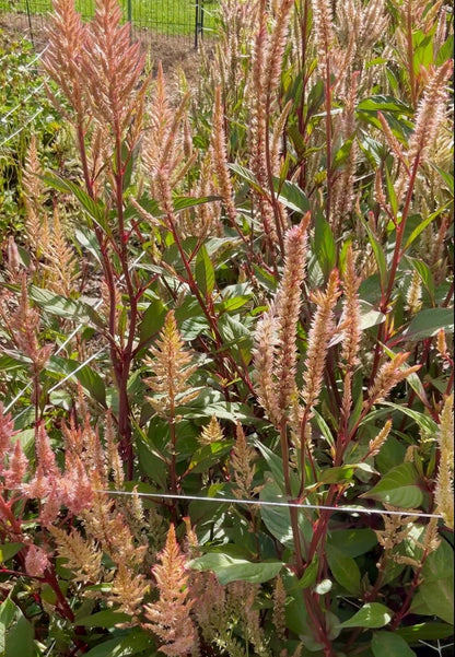Celosia Mix - OMG Selection - (100x seeds)