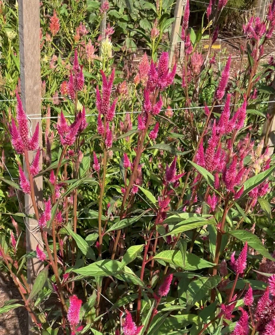 Celosia Mix - OMG Selection - (100x seeds)
