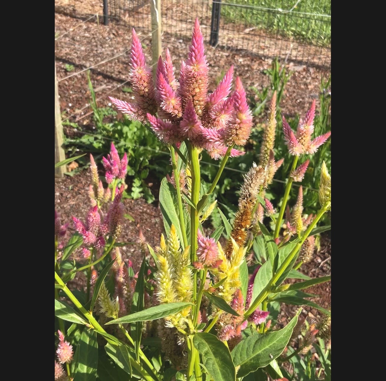 Celosia Mix - OMG Selection - (100x seeds)