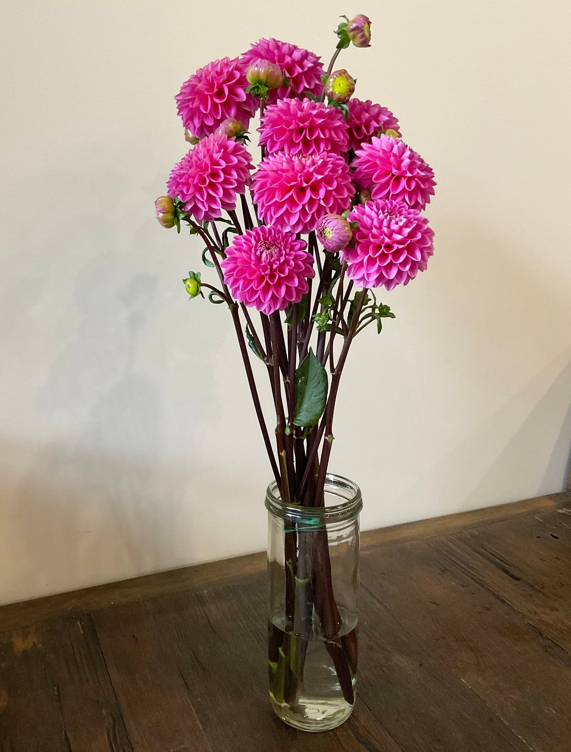 Jenny’s Treasure vibrant pink miniature decorative dahlia single variety vase arrangement Our Mountain Garden Tamborine Mountain