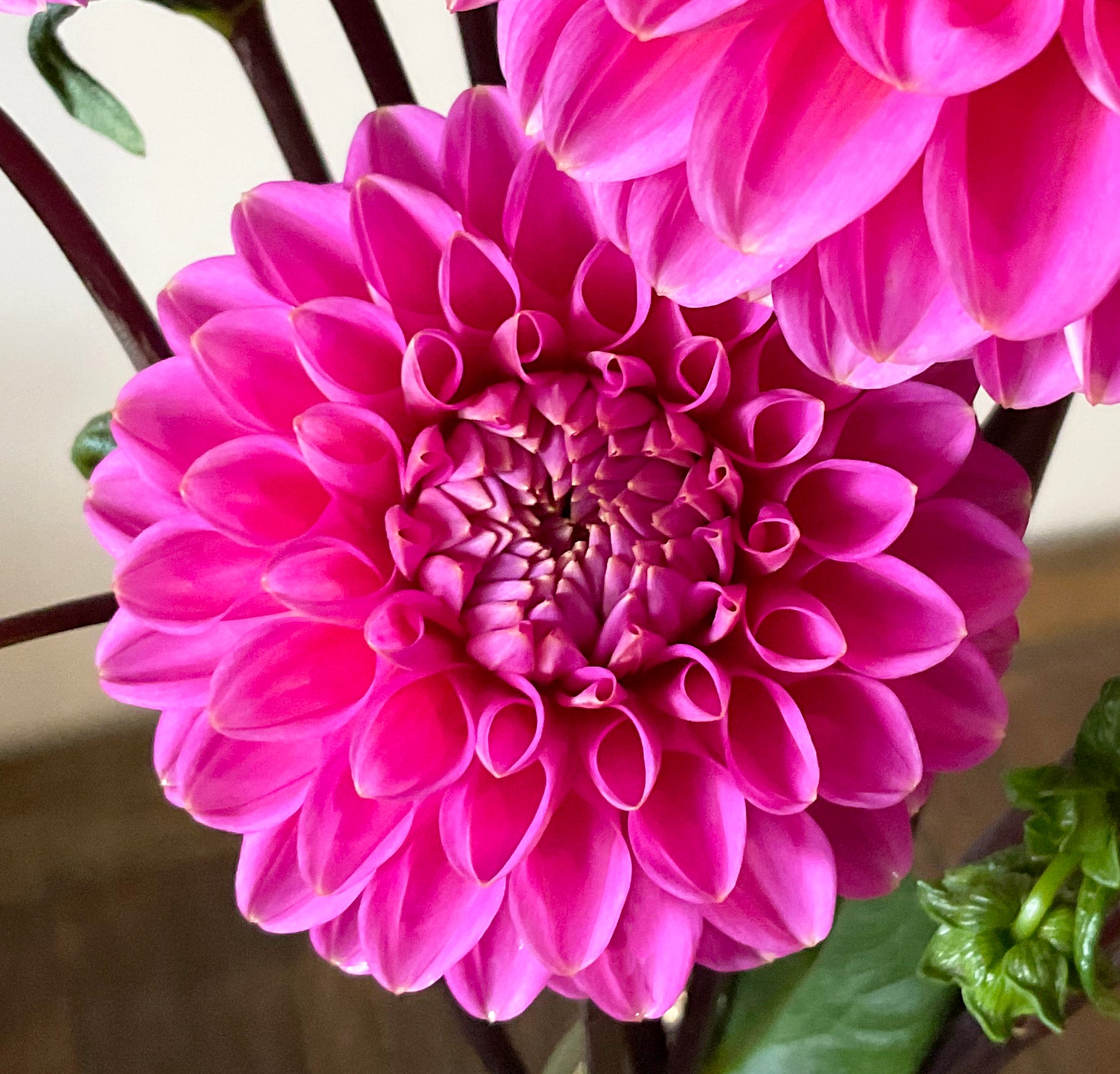 Jenny’s Treasure vibrant pink miniature decorative dahlia bloom closeup Tamborine Mountain QLD