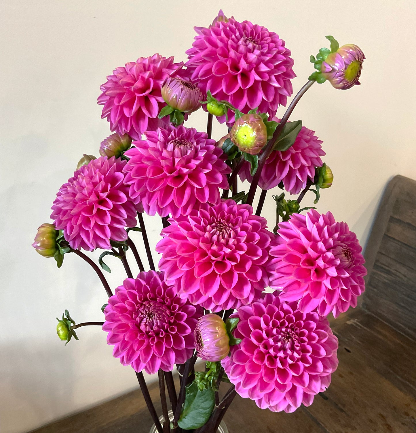 Dahlia Seeds - ‘Jenny’s Treasure’ x Open Pollinated - (10x seeds)
