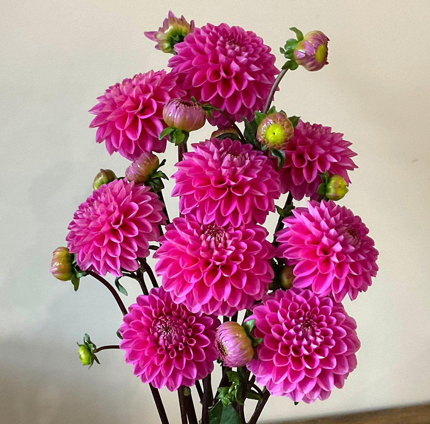 Dahlia Seeds - ‘Jenny’s Treasure’ x Open Pollinated - (10x seeds)