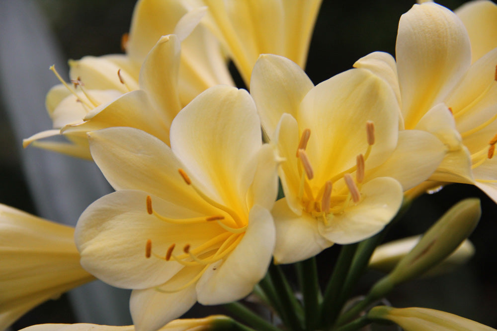 Clivia Seeds - Morris Yellow Group 1 - (6x seeds)