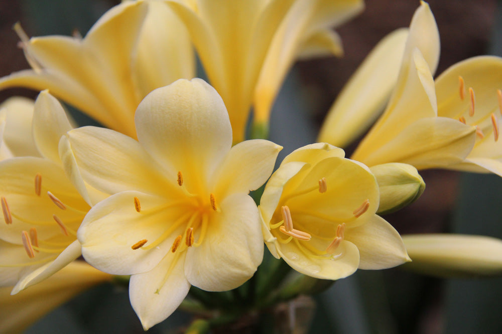 Clivia Seeds - Morris Yellow Group 1 - (6x seeds)