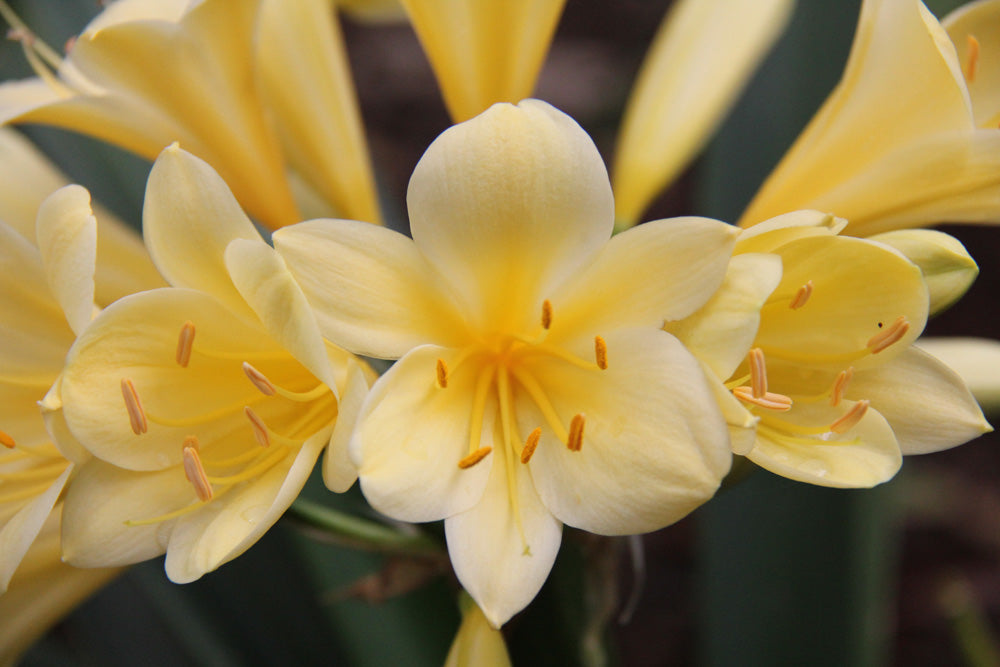 Clivia Seeds - Morris Yellow Group 1 - (6x seeds)
