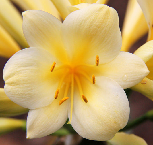 Close-up Morris Yellow Clivia miniata flower head showing rich yellow colouring, Our Mountain Garden