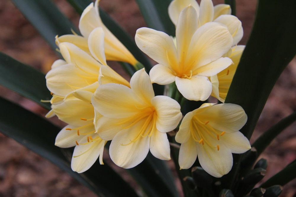 Clivia Seeds - Morris Yellow Group 1 - (6x seeds)